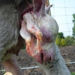 geboorte alpaca veulen