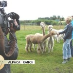 alpaca-ranch op TV