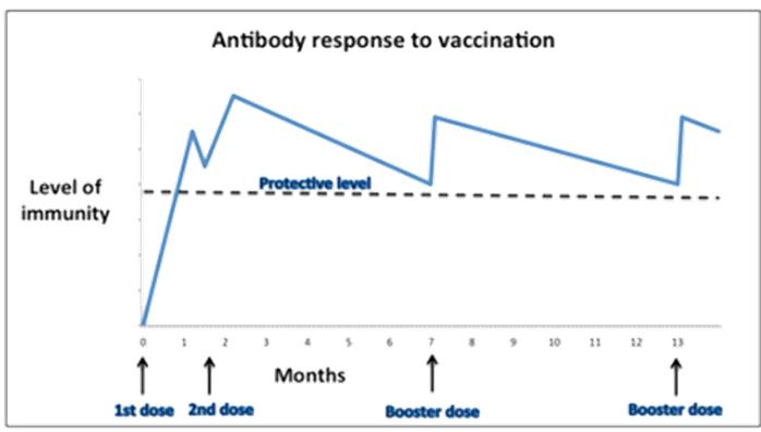 antibodyrespons